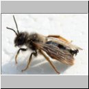 Schlupf eines Stylops-Maennchens 07.jpg